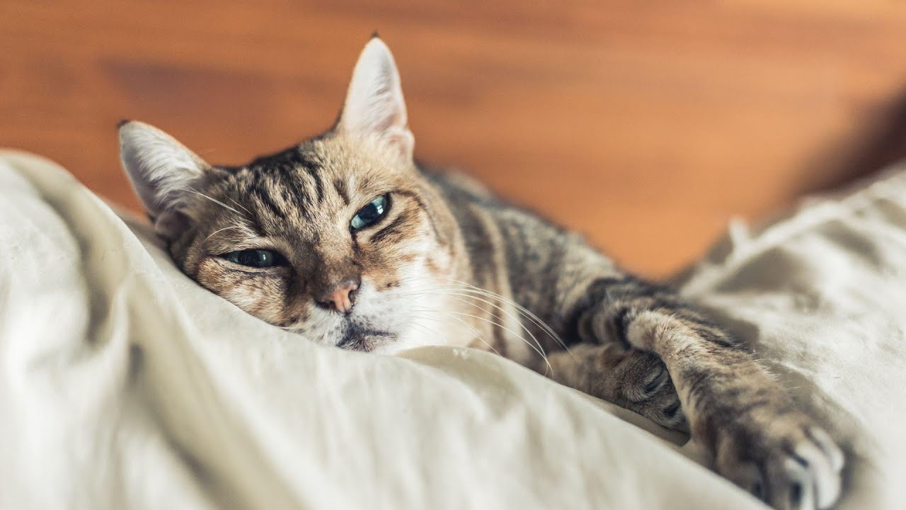 May 9, 2024: YouTube LIVE: The Ins and Outs of Feline Chronic Enteropathy
