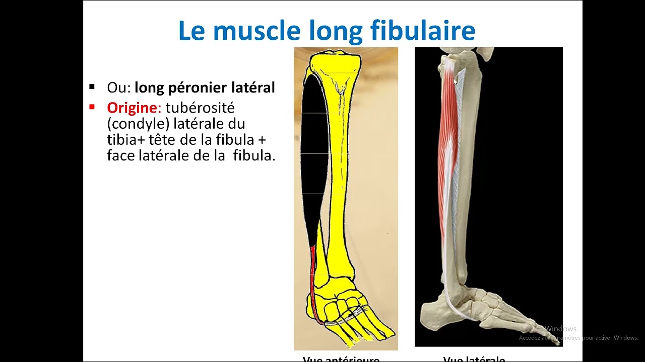 Les muscles de la jambe