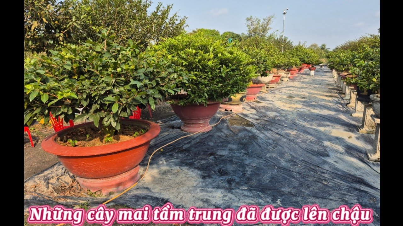 Đã hoàn thành đợt 1 cho những cây mai lên chậu chơi tết || Châu ngọc vlog & bonsai 