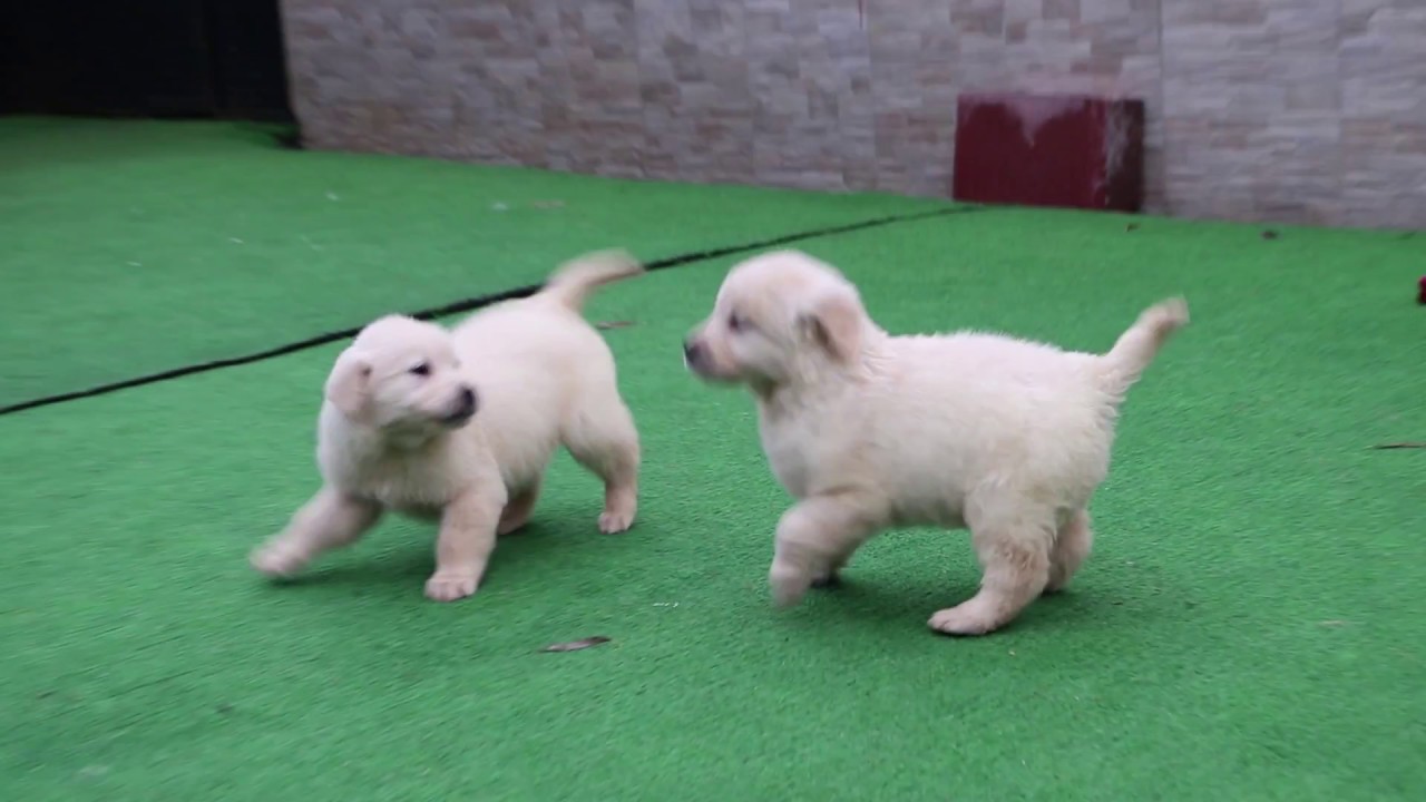 T&uuml;rkiye'nin en sevimli Golden Retriever yavruları