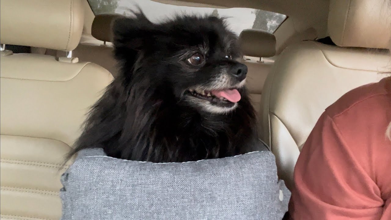Cathpetic Dog Car Seat Pet Supplies Amazon Review