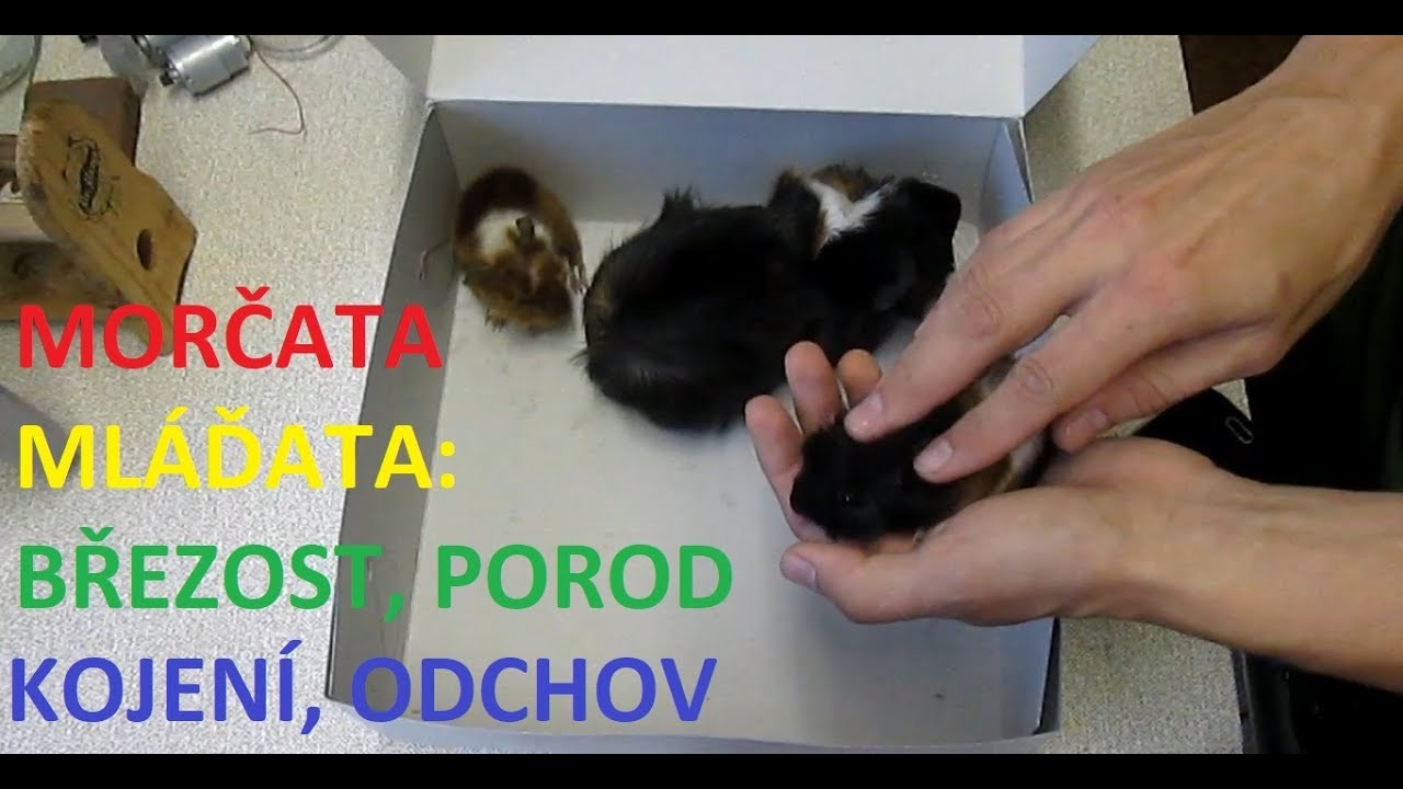 Morčata - mláďata - březost, porod, kojení, odchov