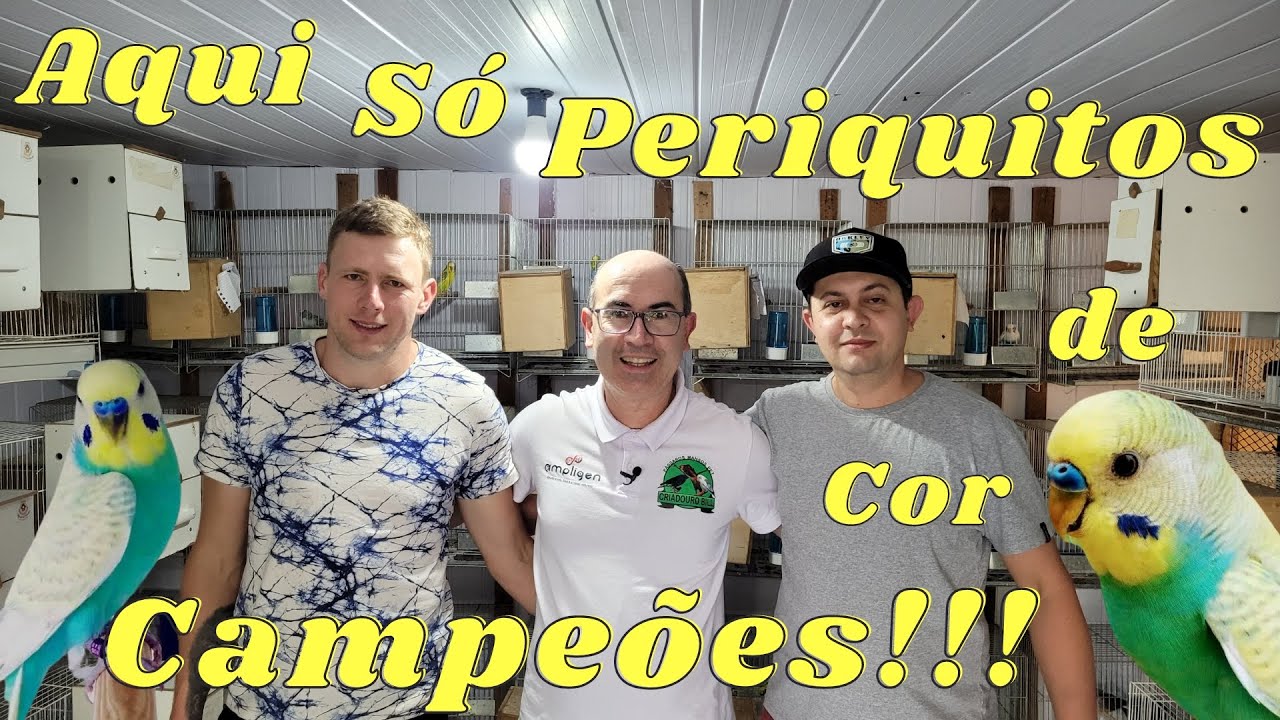PERIQUITOS DE COR JÁ NO PADRÃO CAMPEONATOS NO EDERSON HAEBERLING!!!