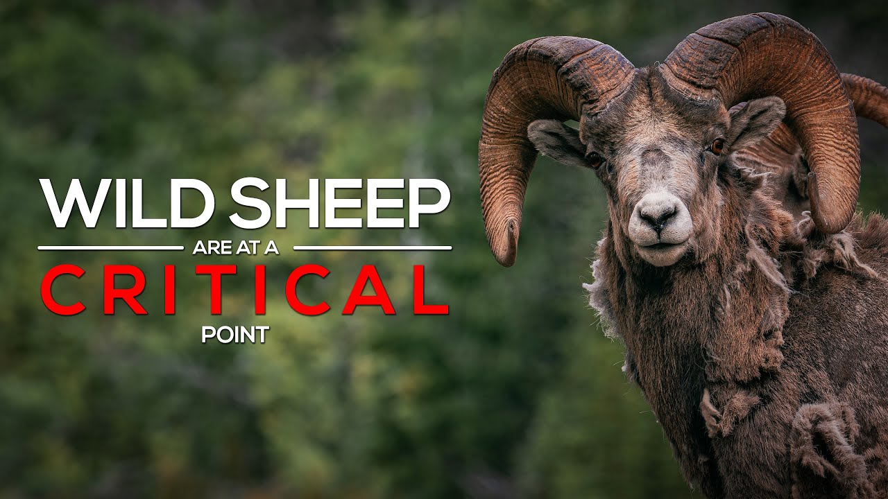 Wild Sheep Are at a Critical Point | North American Model of Wildlife Conservation | Documentary