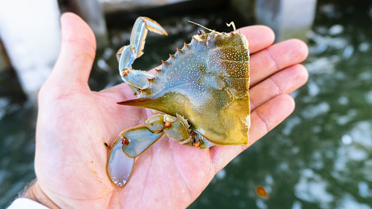 Fishing Chunks of BLUE CRAB for Bridge BEASTS