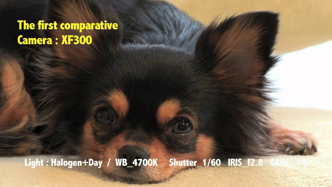 XF100 vs XF300 vs XL-H1s First comparative2.mov