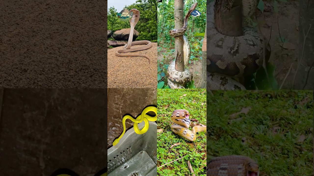 Sanpon ka garh, jise kehte hai Naglok -  Tapkara Part-12 Jashpur District #snake #jashpur #tapkara