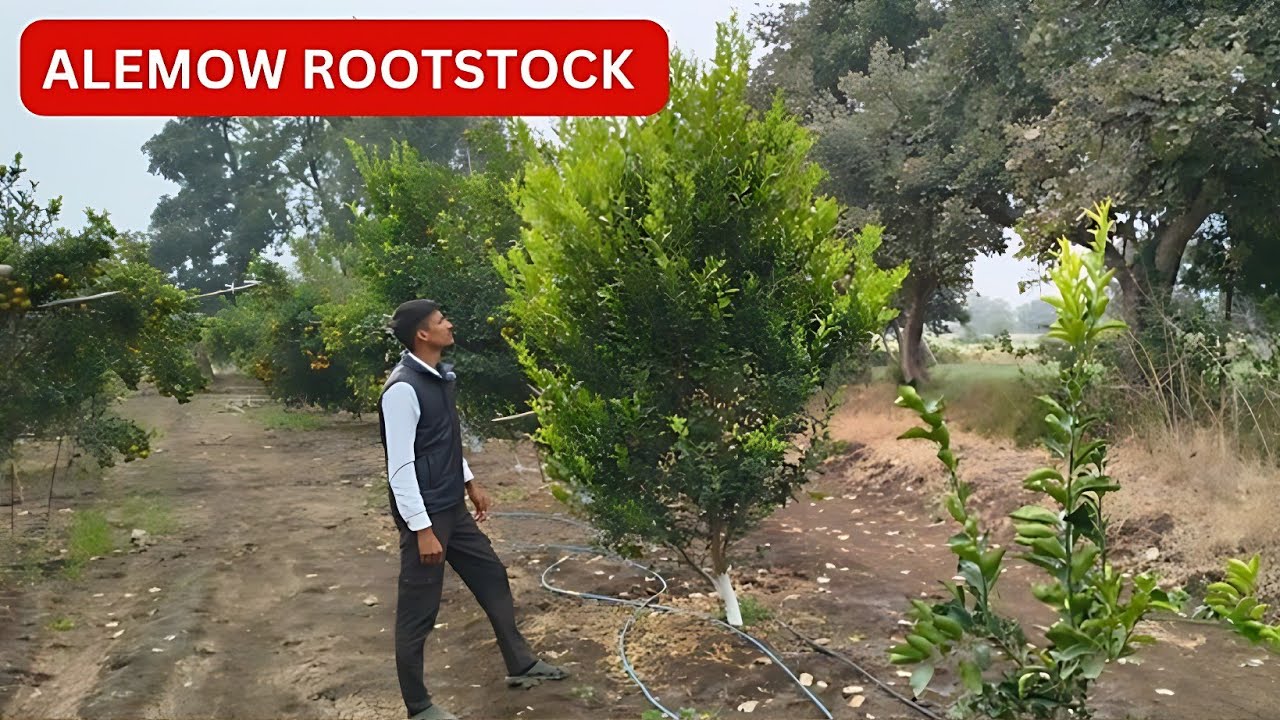 Episode 99 :- Alemow Rootstock ||| Microbudding Grafting #citrusfarming 
