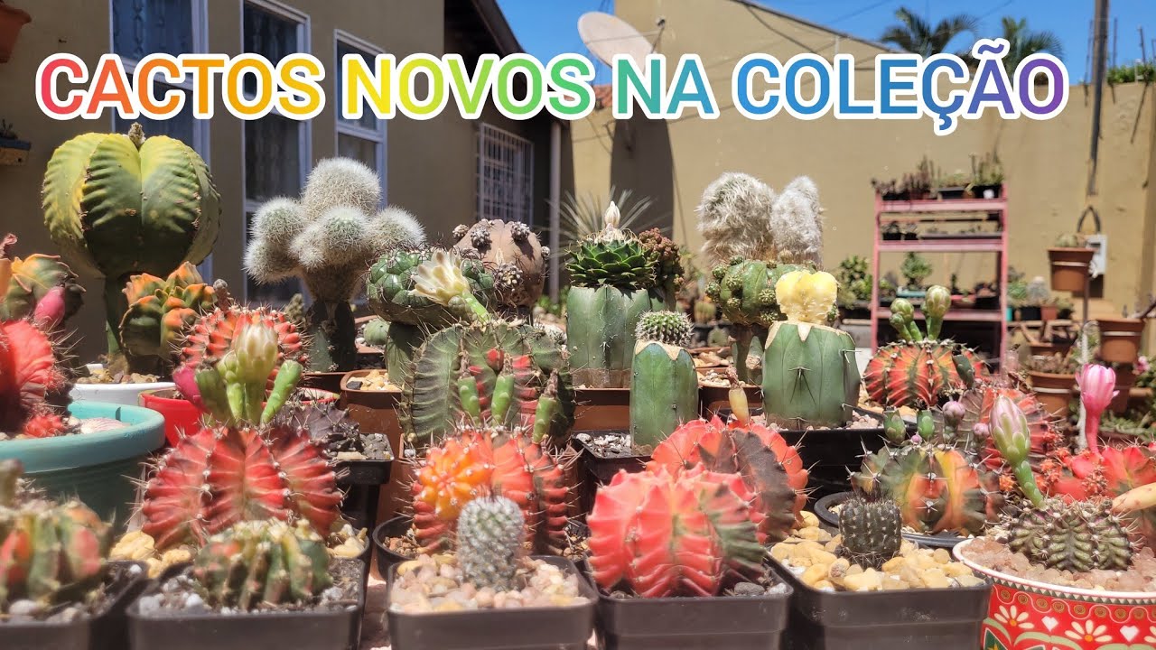 NOVOS NA COLEÇÃO RECEBIDO @FdjCactus Lindos demais #jardimdecactos #cactus 