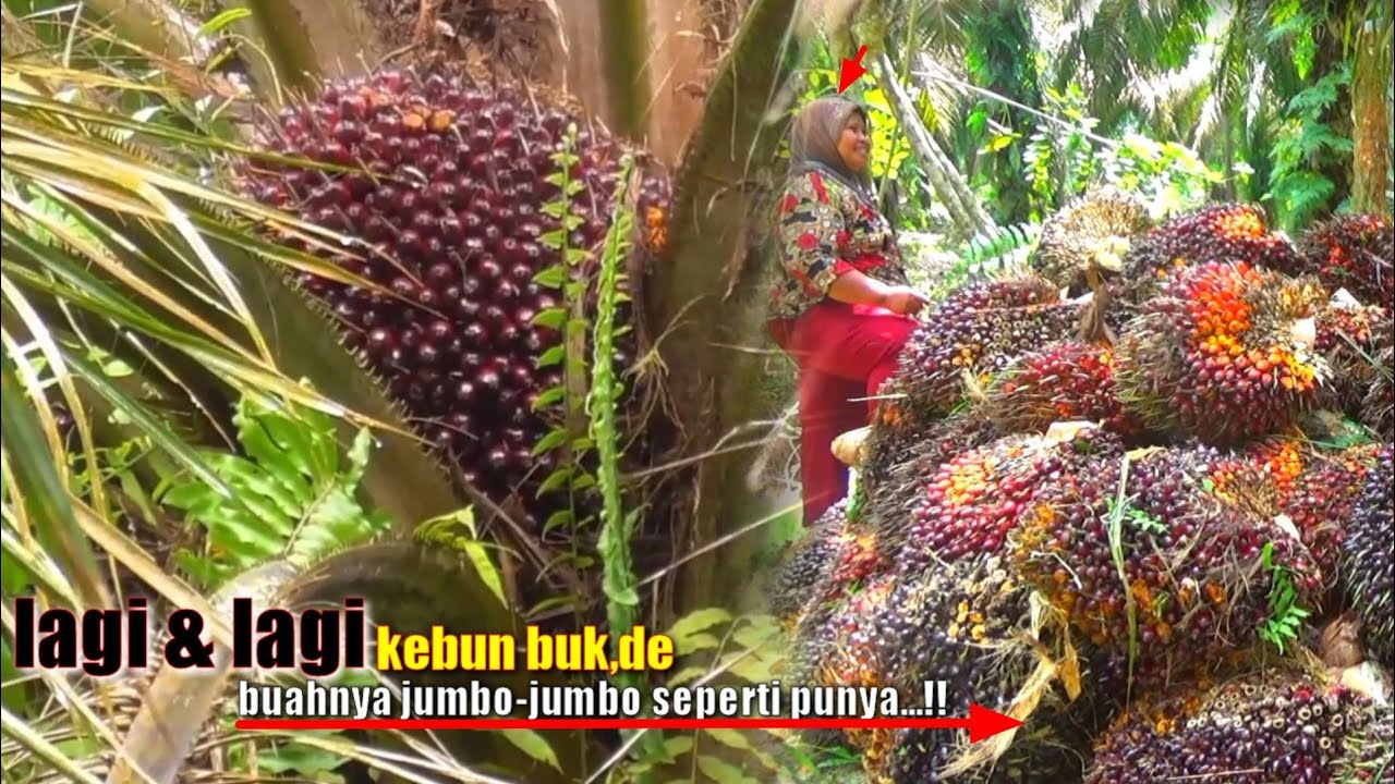 FULL JUMBO..😱 PUNYA KEBUN SEBAGUS INI MOBIL PAJERO KEBELI || PANEN SAWIT BUAH SUPER UNGGUL