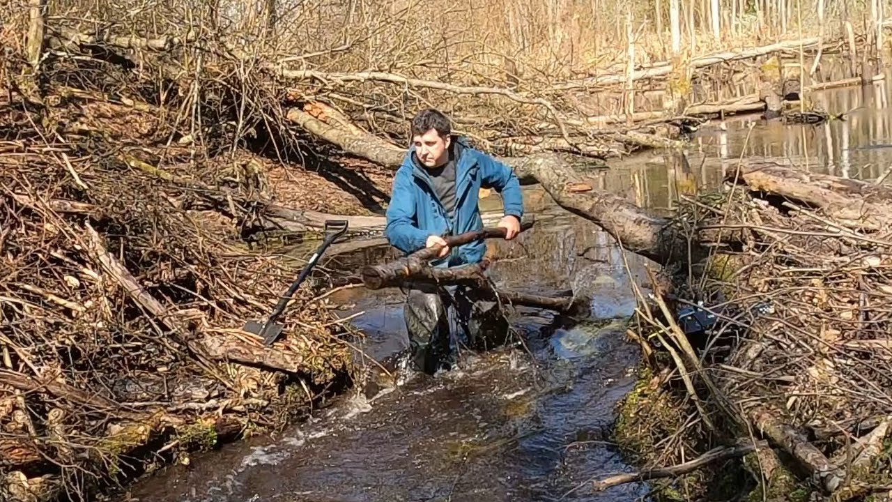 Бобёр трудится круглый год, на благо запруд и болот