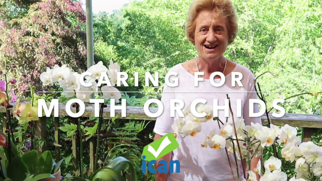 Caring for Moth Orchids