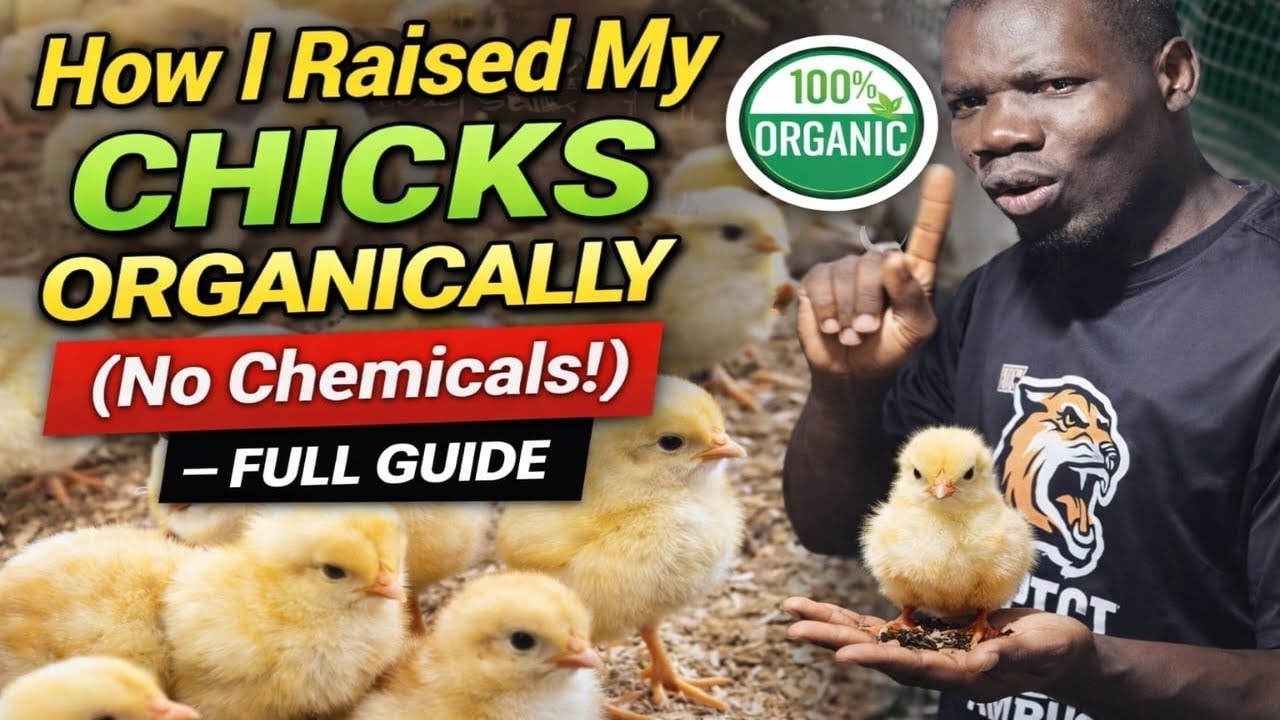 How To Organically Raise Your Chicks Successfully To Adult Stage.