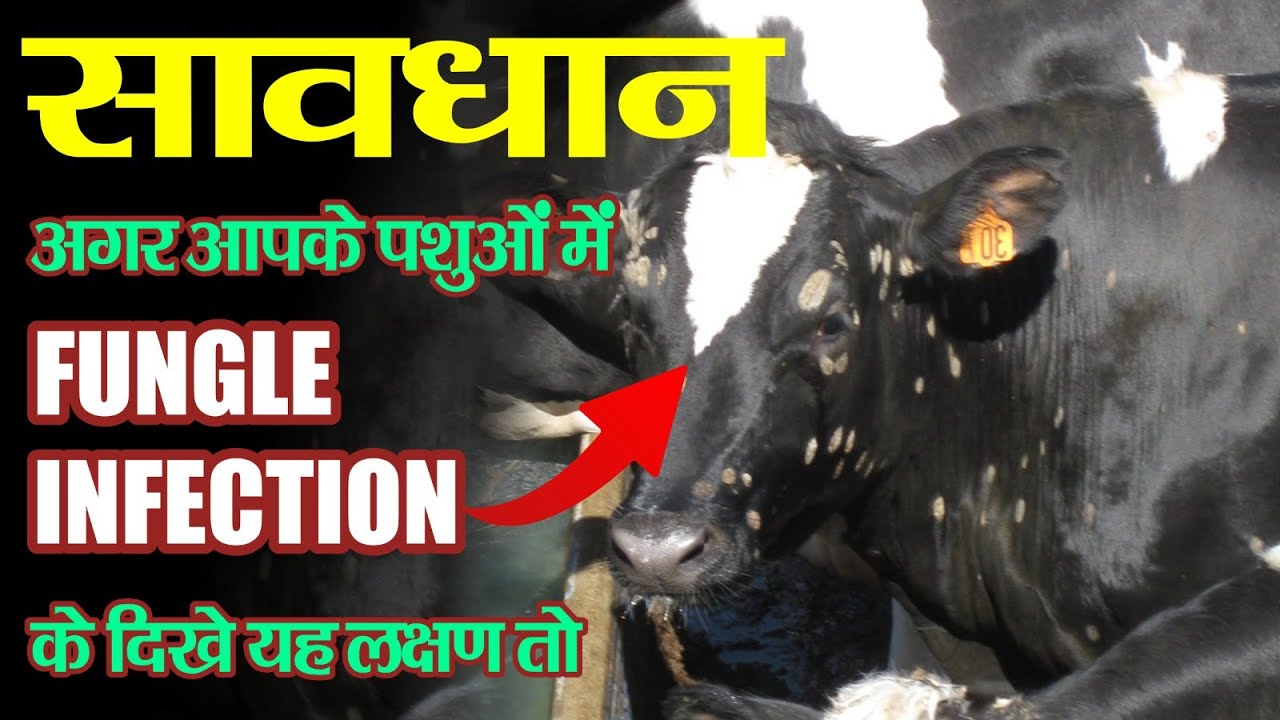सावधान अगर आपके पशुओं में फंगल इन्फेक्शन ( दाद )(FUNGLE INFECTION)के दिखे यह लक्षण तो हो जाये सतर्क