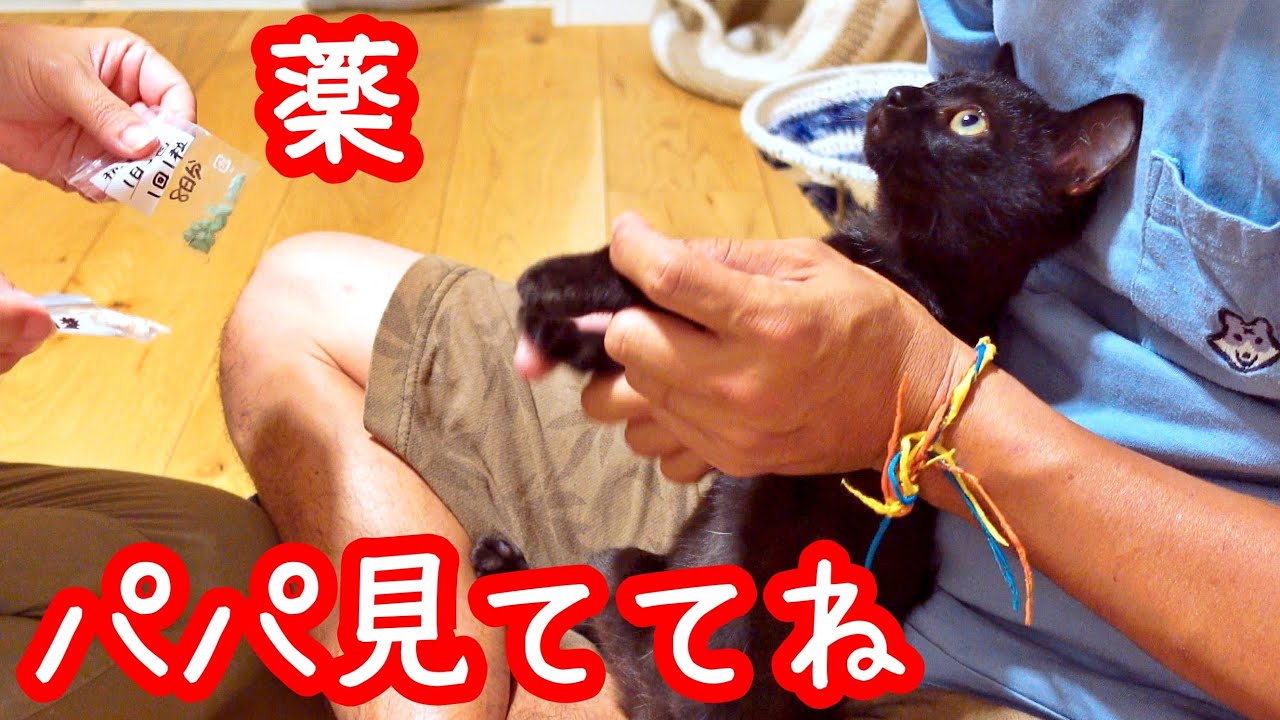 【保護猫】子猫の薬の飲ませ方！薬を克服してしまった猫の技を披露します