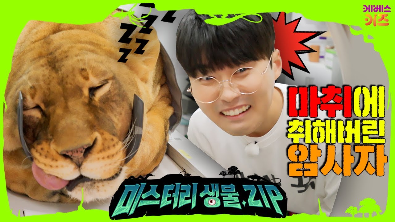 마취 총 맞고 기절해버린 암사자, 사자 건강검진... 괜찮겠지...?ㅣ사자 2편ㅣ미스터리생물집ㅣ꾹tvㅣKBS 230413 방송