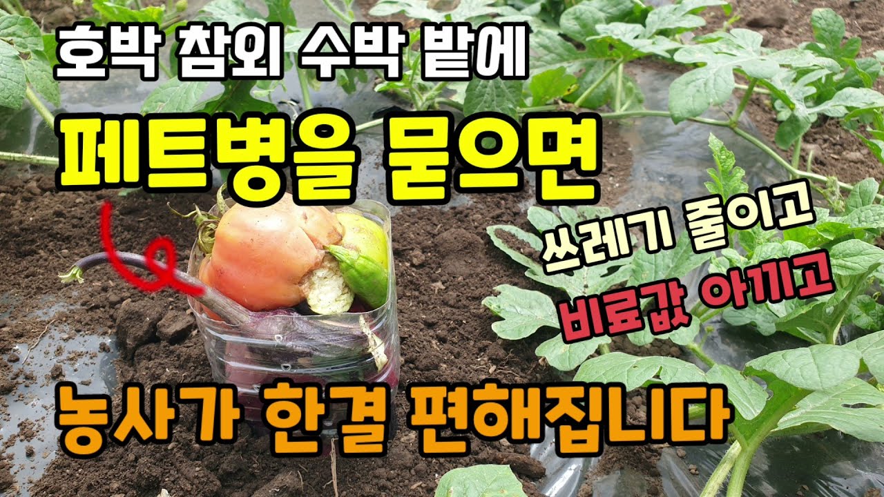 호박 참외 수박밭에 페트병을 묻으면 농사가 편해집니다 채소과일껍질 음식물쓰레기 돈주고 버리지 말고 페트병에 넣어 밭에 꼽아보세요.