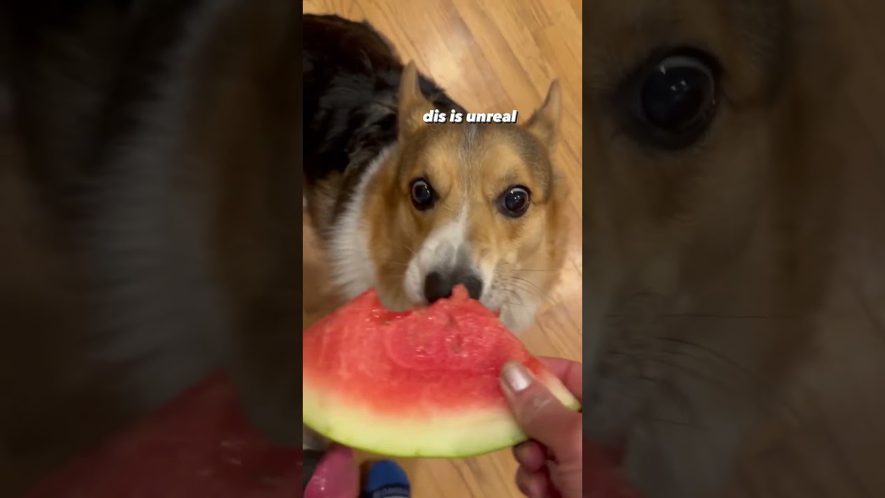 Corgi demolishes watermelon 