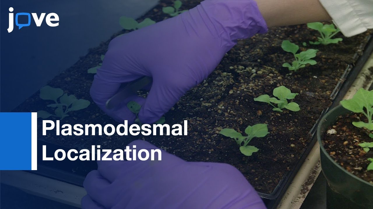 Identifying Plasmodesmal Localization Sequences In Proteins In Planta