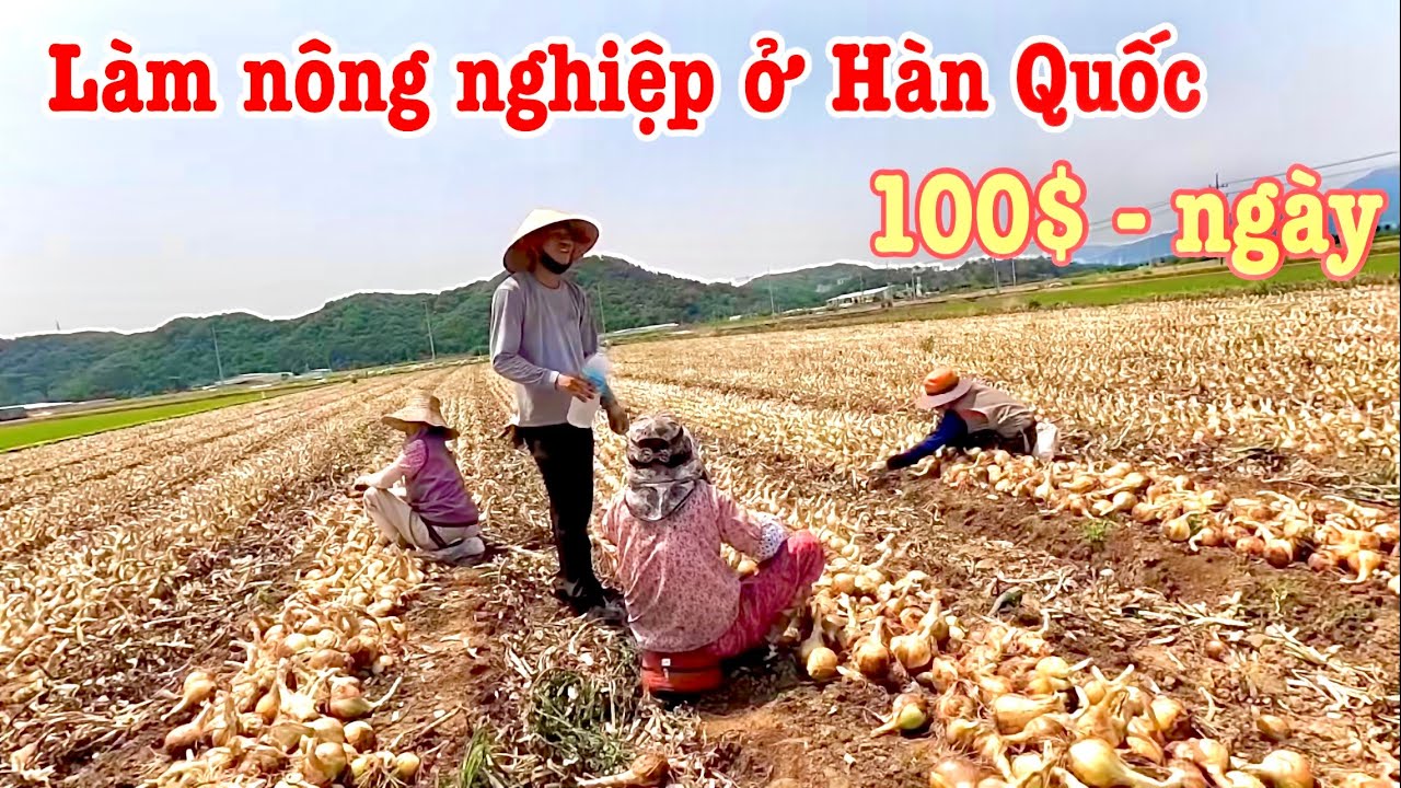Góc Khuất Phía Sau Cái Danh Việt Kiều - Làm Nông Nghiêp Hàn Quốc | Hợp Hí TV