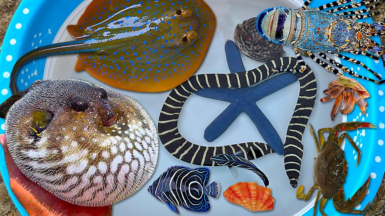 Tangkap ikan buntal dan kerang, kelomang, belut, ikan pari, ikan hias, ikan laut, gurita, lobster
