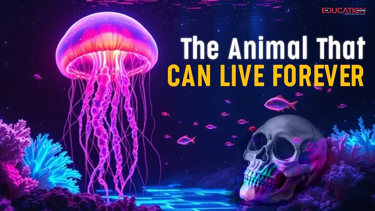 The Animal That Can Live Forever | The Education Magazine