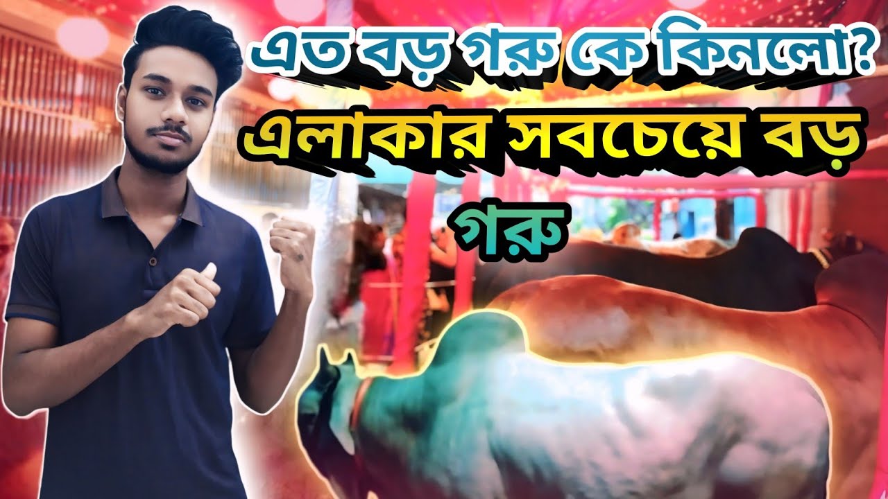 চাঁদ রাতে এলাকার গরু দেখা। গরু দেখার ভিডিও। yasinsheikhvlog