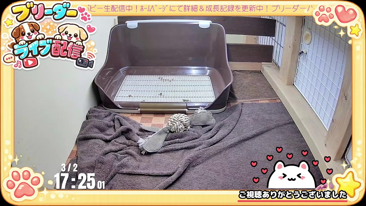 【成長 生配信】トイプードル 子犬 50日齢 【2026/3/2】