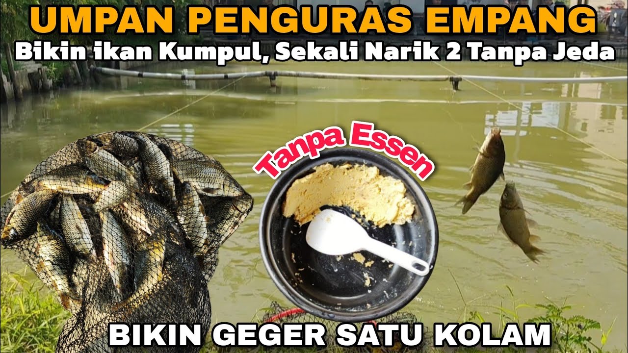 Umpan Ikan Mas Viral 2026 Penguras Empang Kolam Harian, Sekali Nyemplung Langsung Jadi Rebutan Ikan