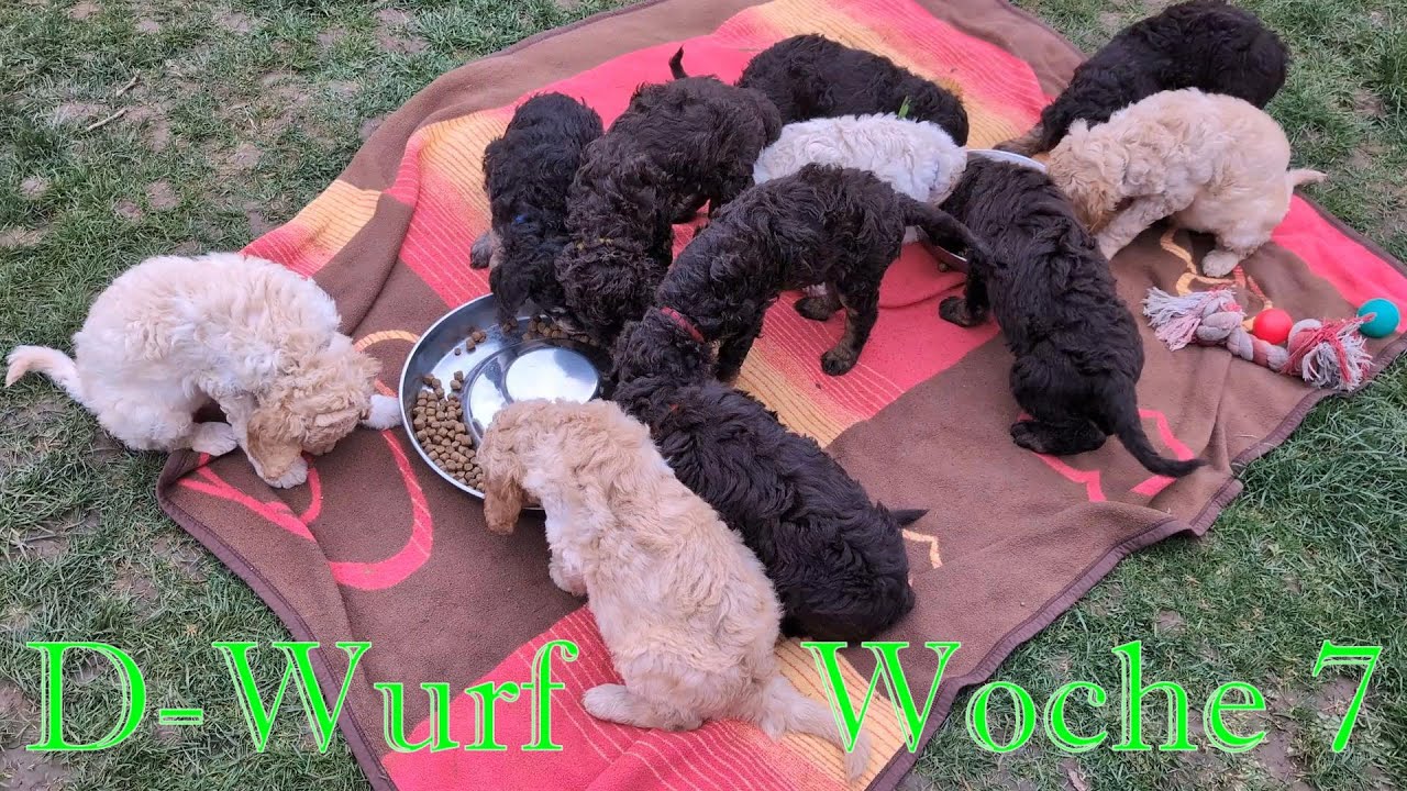Unser D Wurf - Woche7