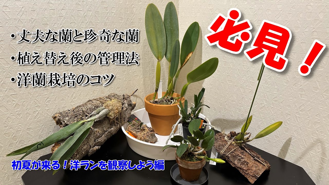 【洋ラン】自宅にある蘭紹介&この時期に絶対に押さえておきたい洋ラン栽培のコツ！