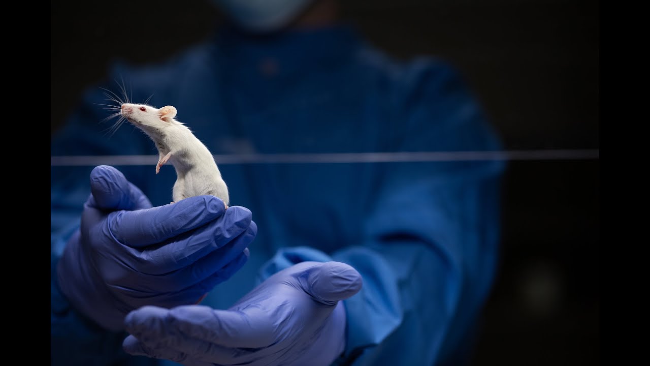 Entretien avec le responsable de l’expérimentation animale à l’UNIGE