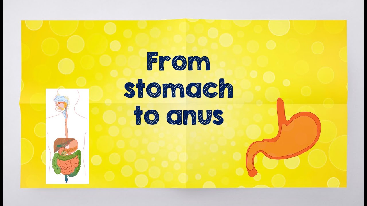 Unit 13 Stomach to anus