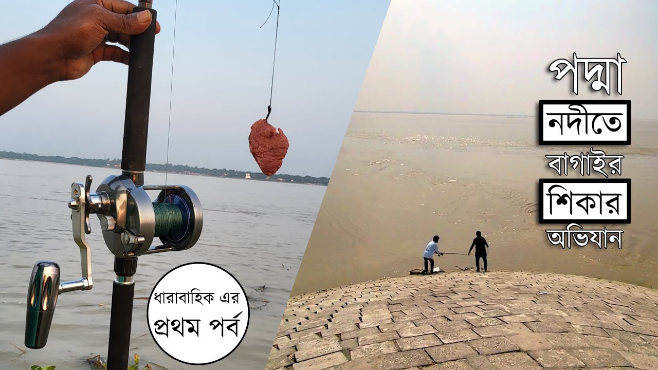 পদ্মা নদীতে বড় বাগাইর মাছ শিকার অভিযান - পর্ব ১ । Bagarius Fishing Video
