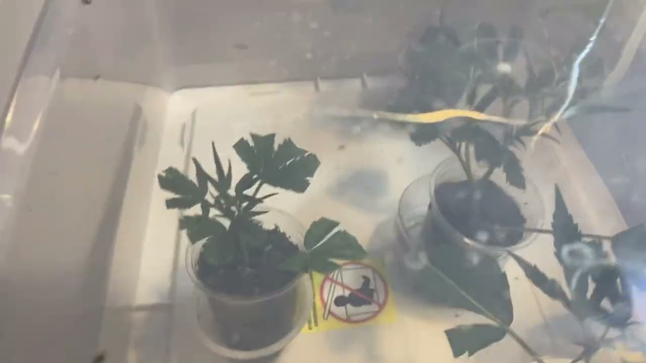 Cannabis plants growing veg room mothe plants and clones