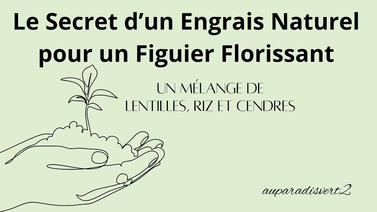 Le Secret d’un Engrais Naturel pour un Figuier Florissant  Un Mélange de Lentilles, Riz et Cendres