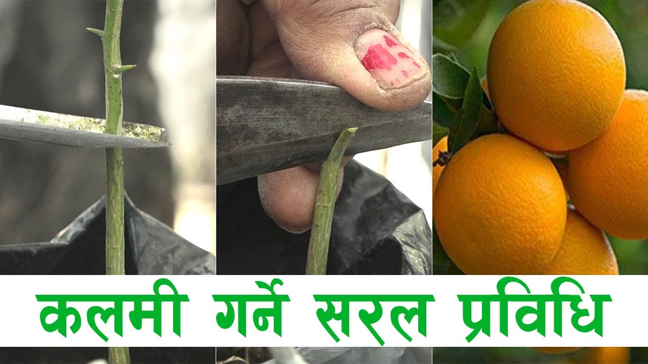 विरुवामा कलमी गर्ने तरीका||ग्राफटिङ्ग प्रविधि ||Grafting Method || Krishi Pathsala Episode 43 Part 3