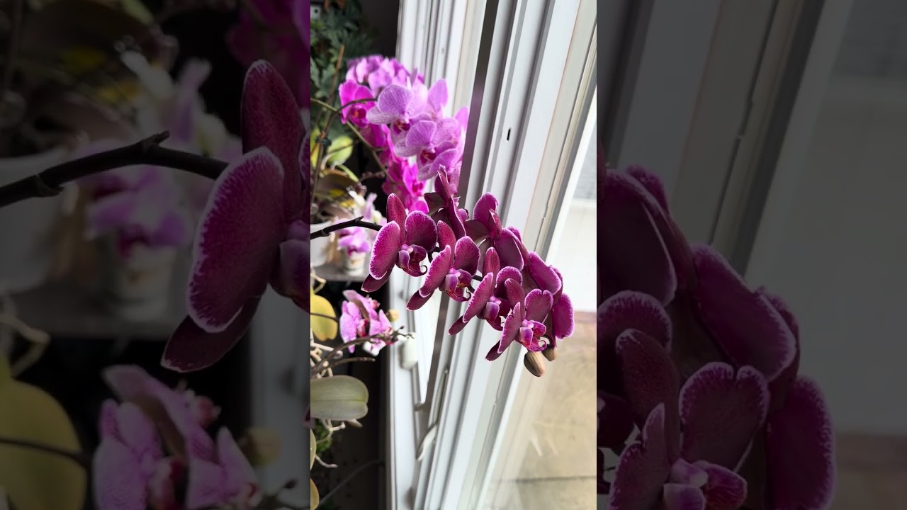 Time to water the Orchids