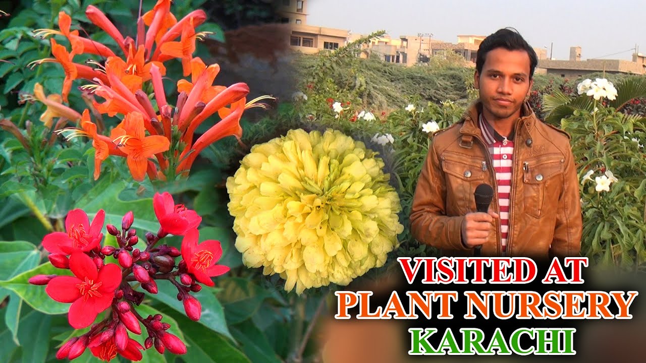 Visited at Plants Nursery Karachi fruit and flower plants (JAIC) Video In Urdu/Hindi