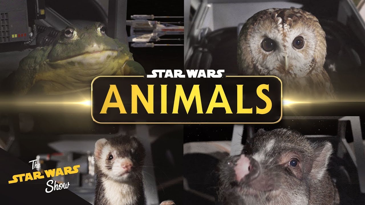 Star Wars Animals 