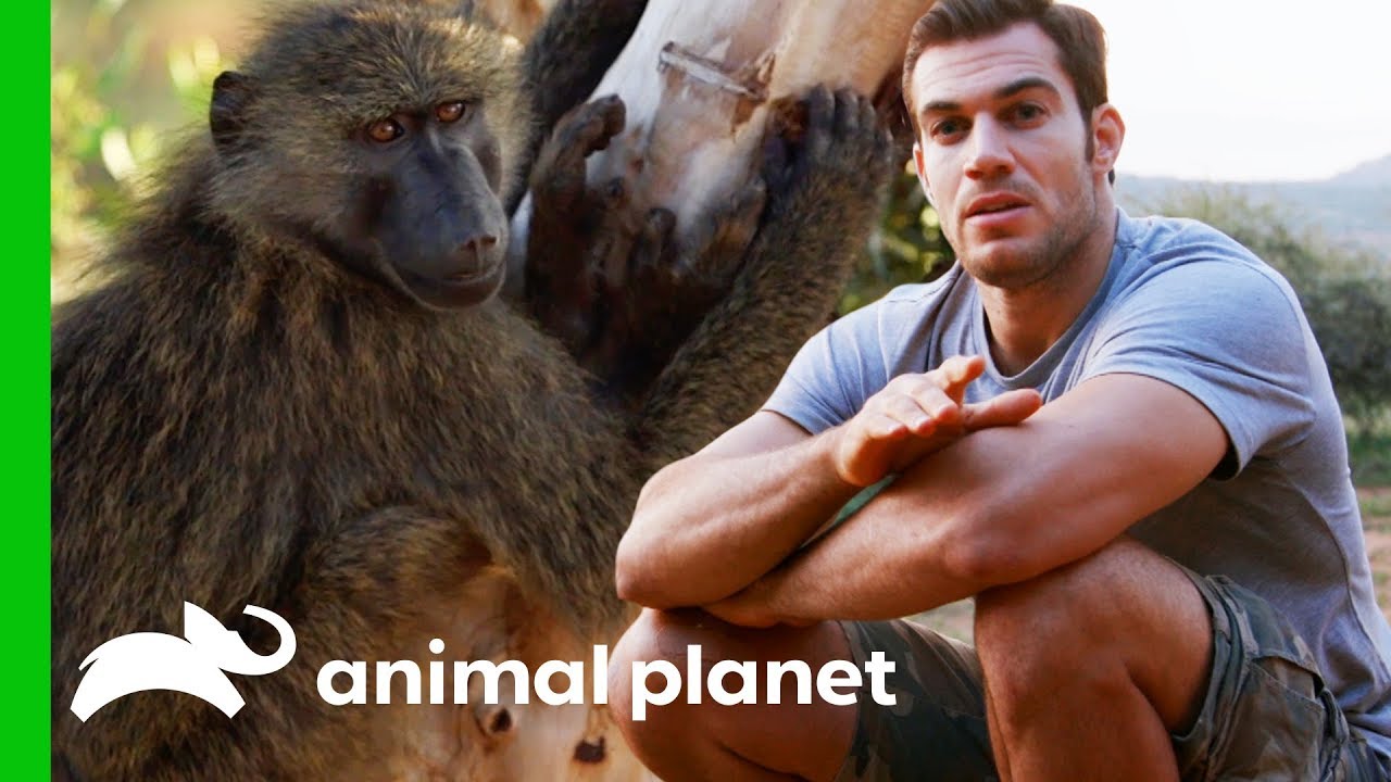 Evan Hangs Out With Baboons in the Kenyan Mountains | Evan Goes Wild