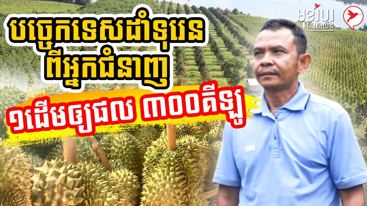 បច្ចេកទេសដាំទុរេនពីអ្នកជំនាញ ១ដើមឲ្យផល ៣០០គីឡូ | កម្មវិធីមុខរបបស្រុកយើង