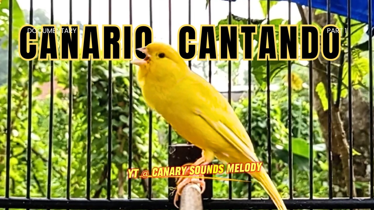CANÁRIO BELGA CANTANDO MUITO: O Melhor Estímulo para seu Pássaro Cantar!