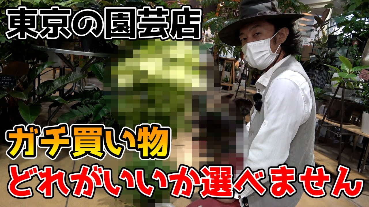【東京の園芸店にカーメン君出没】珍しい品種が多すぎて選べません【プロトリーフガーデンアイランド玉川店】【カーメン君】【園芸】【ガーデニング】【初心者】