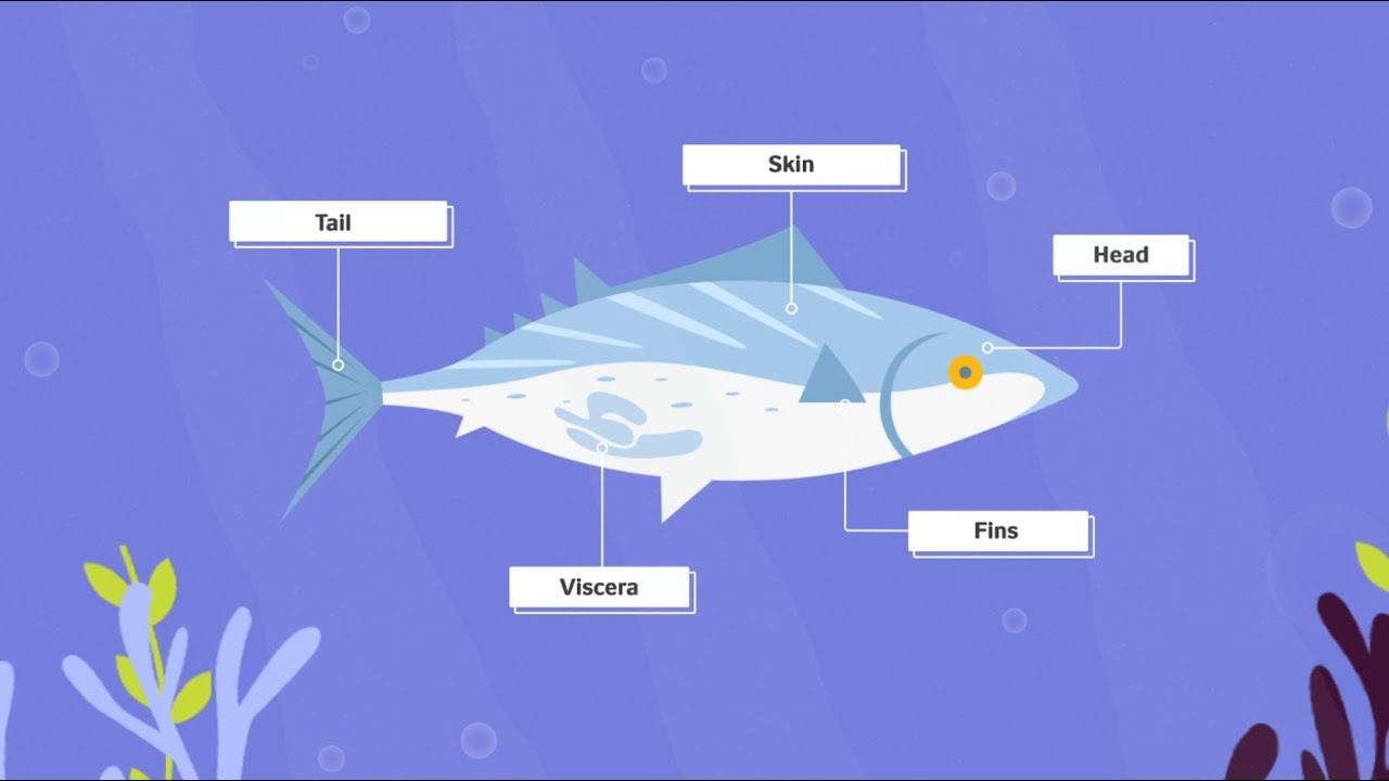 Novozymes - Biotech Animated Explainer Video & Live Action