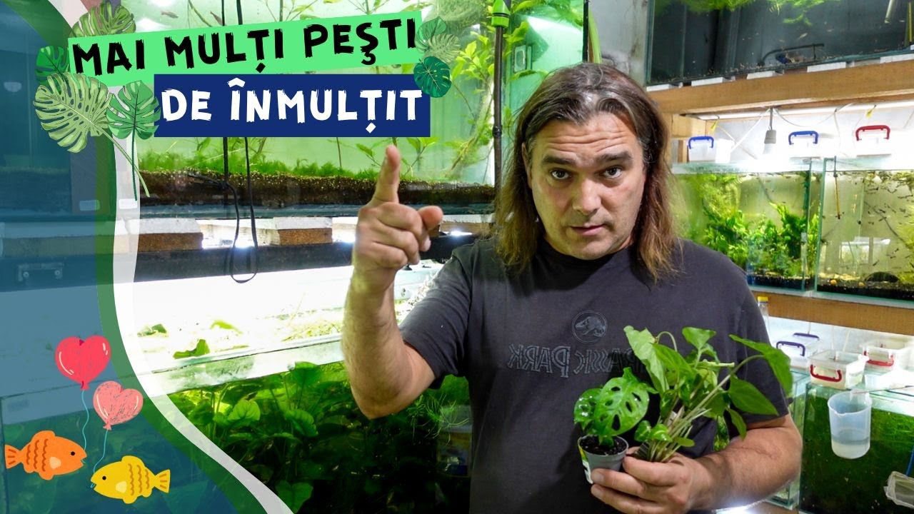 Vlog #27 | Pesti noi de matca si mini experiment cu plante