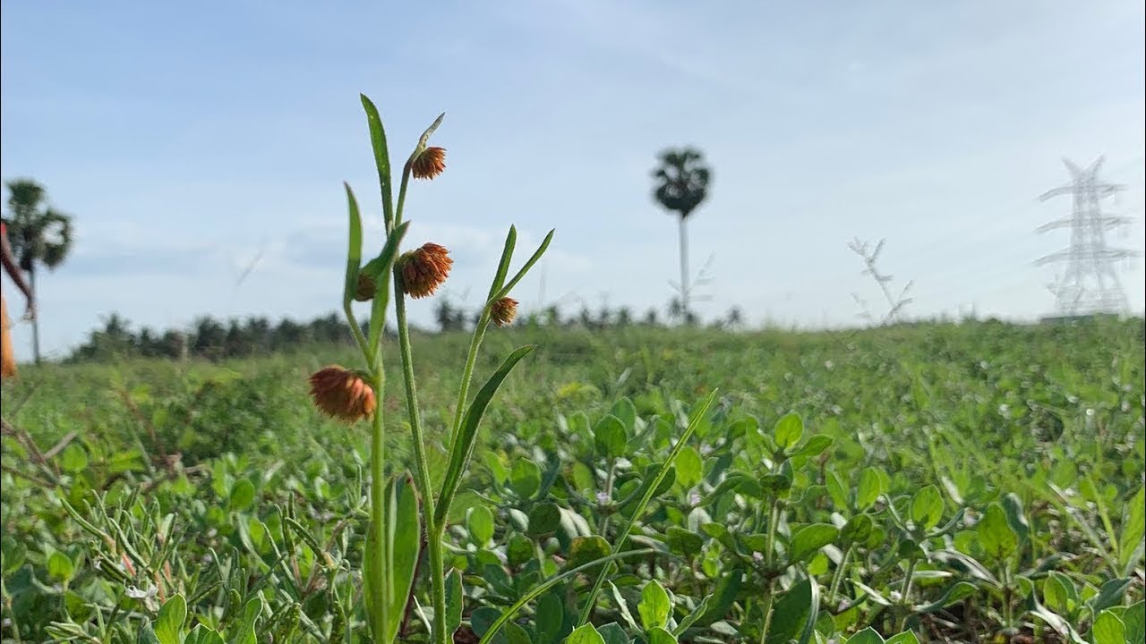 Namma Kumutti Keerai |குமுட்டி கீரை | Kumutti Keerai Kadaisal| Corners of Our Garden #kumuttikeerai 