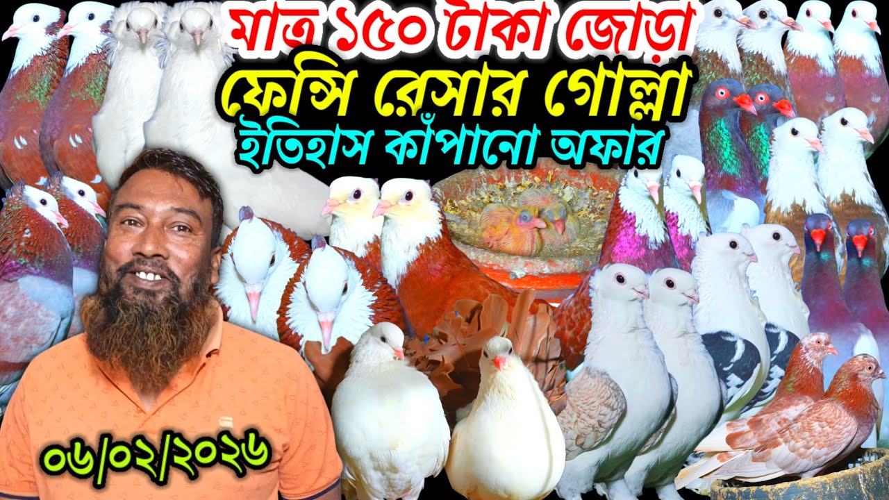 মাত্র ১৫০ টাকা জোড়া ডিম বাচ্চা সহ ফেন্সি রেসার গোল্লা গিরিবাজ কবুতর ইতিহাস কাঁপানো অফার লুফে নিন