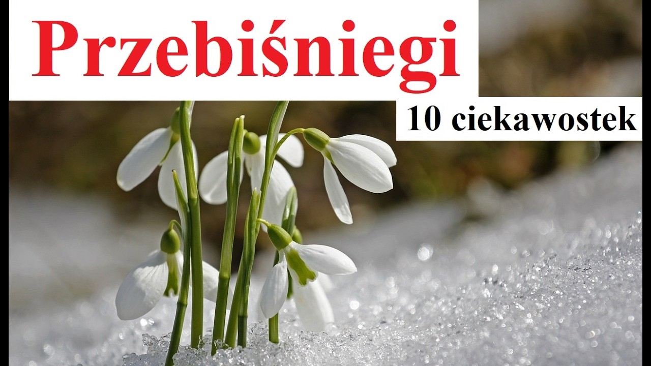 Przebiśniegi - 10 ciekawostek