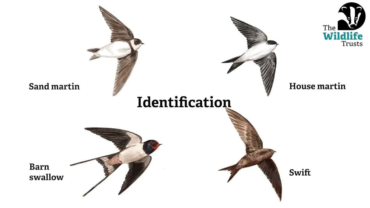 Swifts, swallows and martins